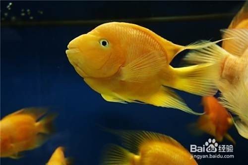 龍魚和鸚鵡混養(yǎng)溫度多少