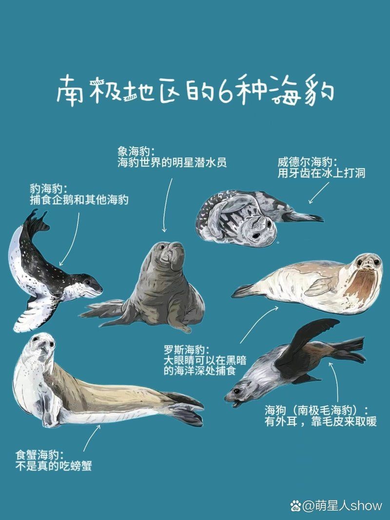 海豹吃什么食物為主食