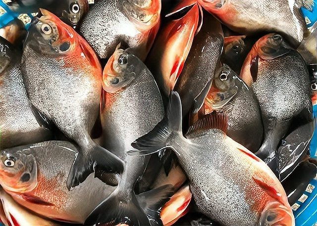淡水紅鯧魚好吃嗎