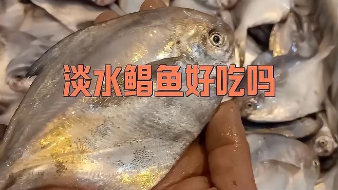 淡水紅鯧魚好吃嗎