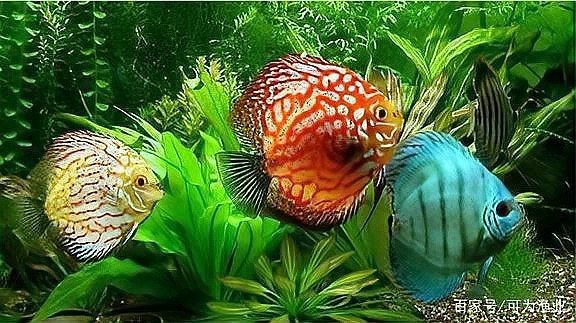 金龍魚壽命多長時(shí)間