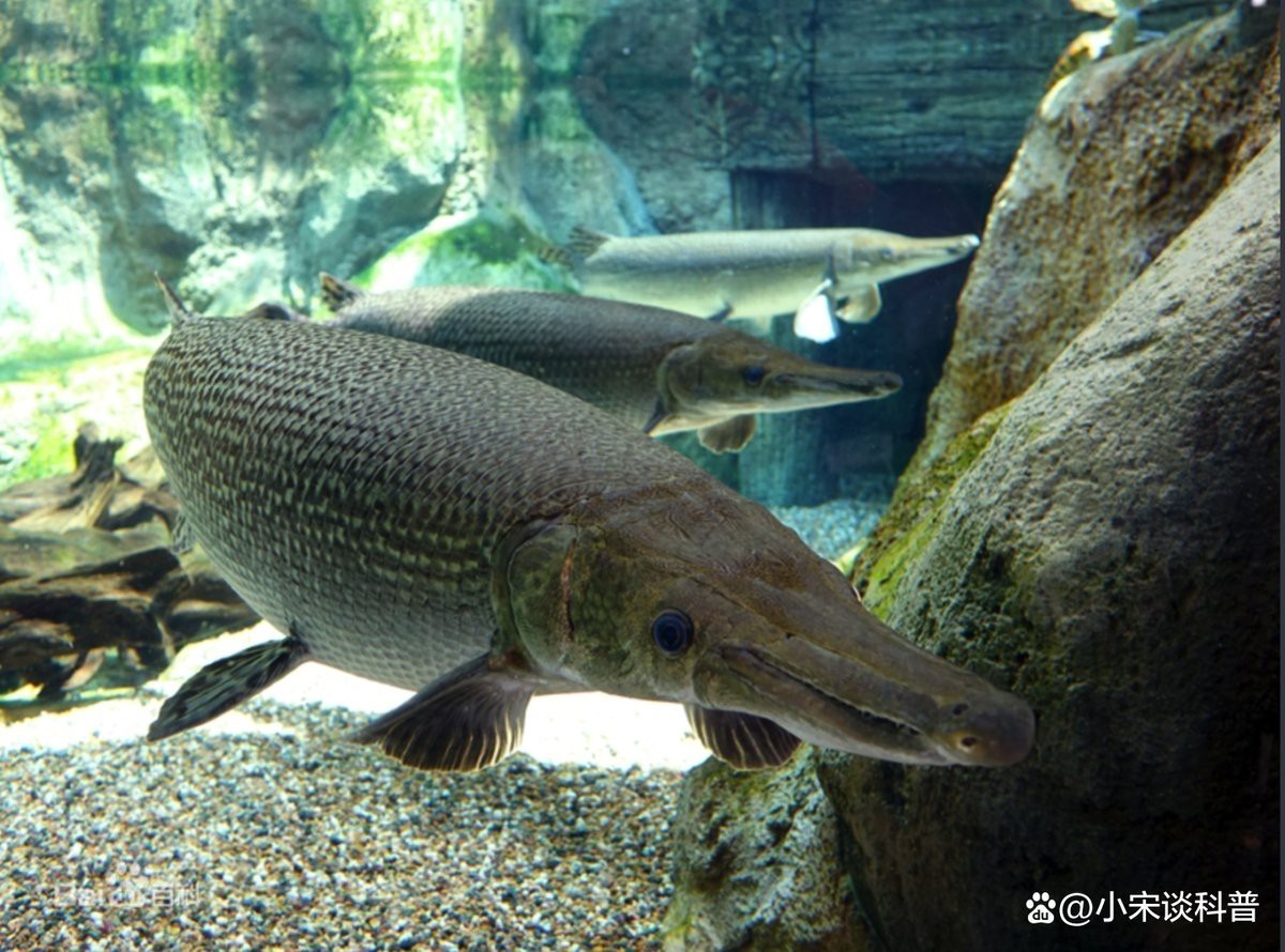 鱷雀鱔是上層魚還是下層魚