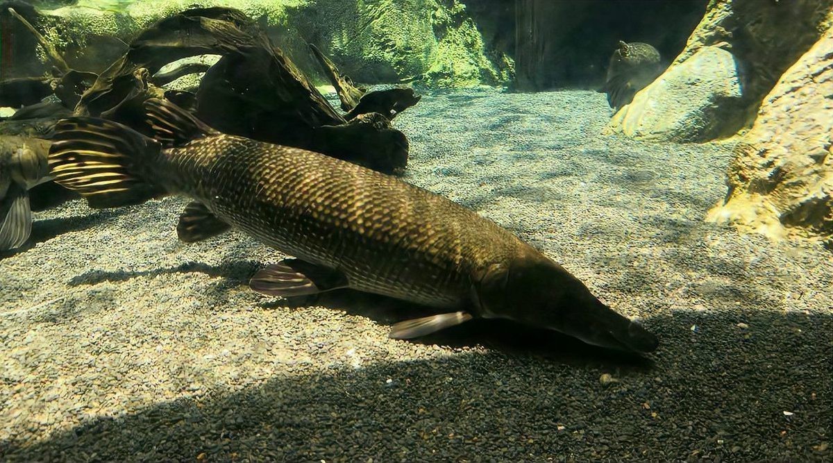鱷雀鱔是上層魚還是下層魚