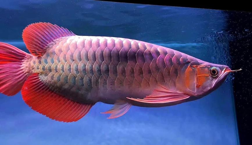 鄭州哪個市場賣龍魚便宜又好