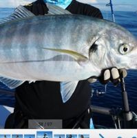 狗仔鯰魚