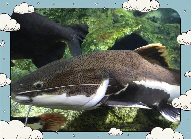 狗仔鯰魚