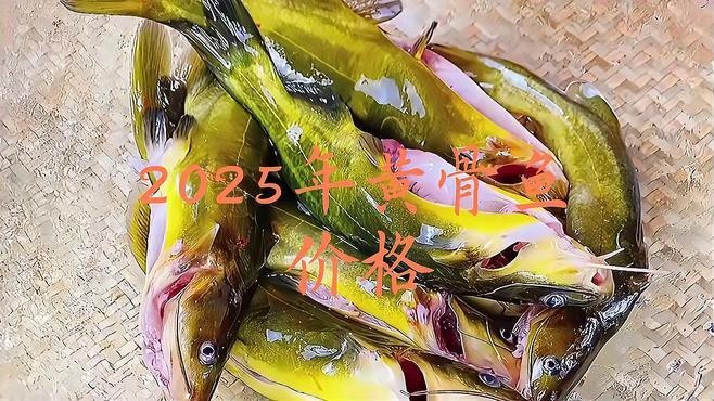 附近哪里有黃骨魚苗賣