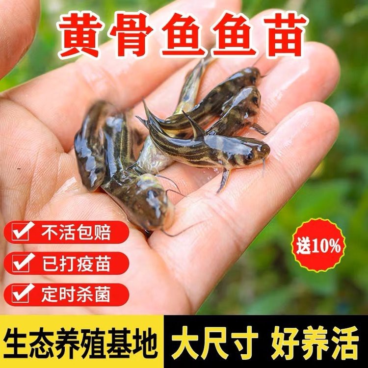 附近哪里有黃骨魚苗賣