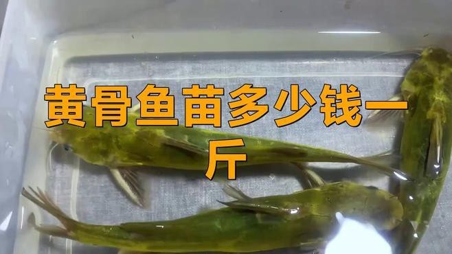 附近哪里有黃骨魚苗賣