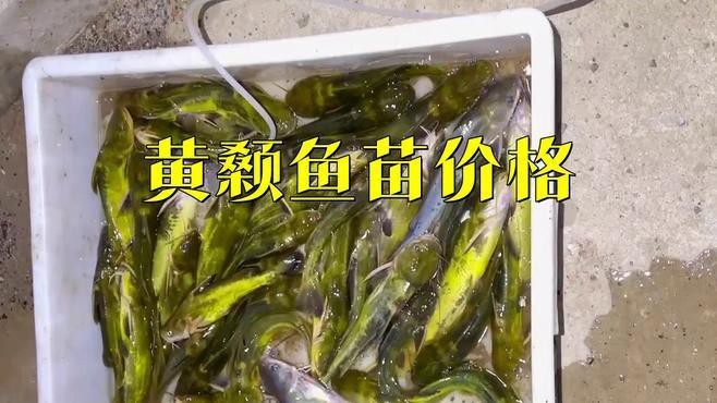 附近哪里有黃骨魚苗賣