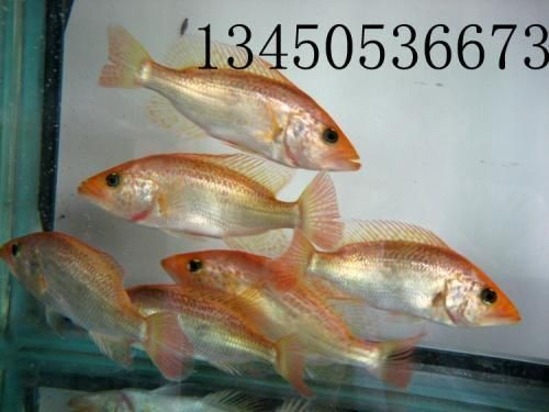紅虎魚