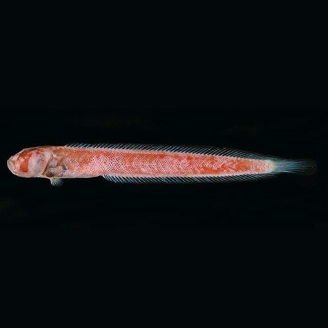 紅虎魚