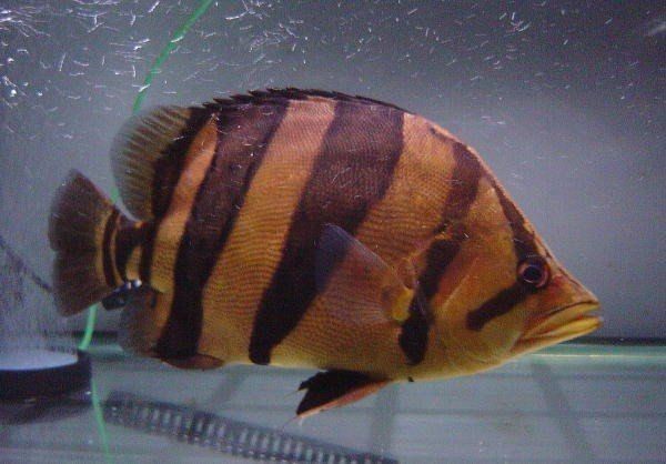 紅虎魚