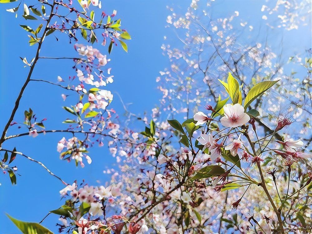 觀音十九是緣分盡了嗎