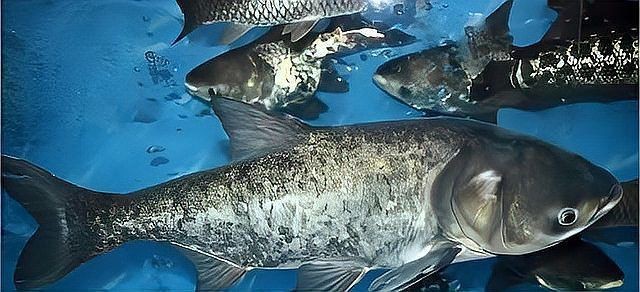 花鰱魚的最佳養(yǎng)殖方法