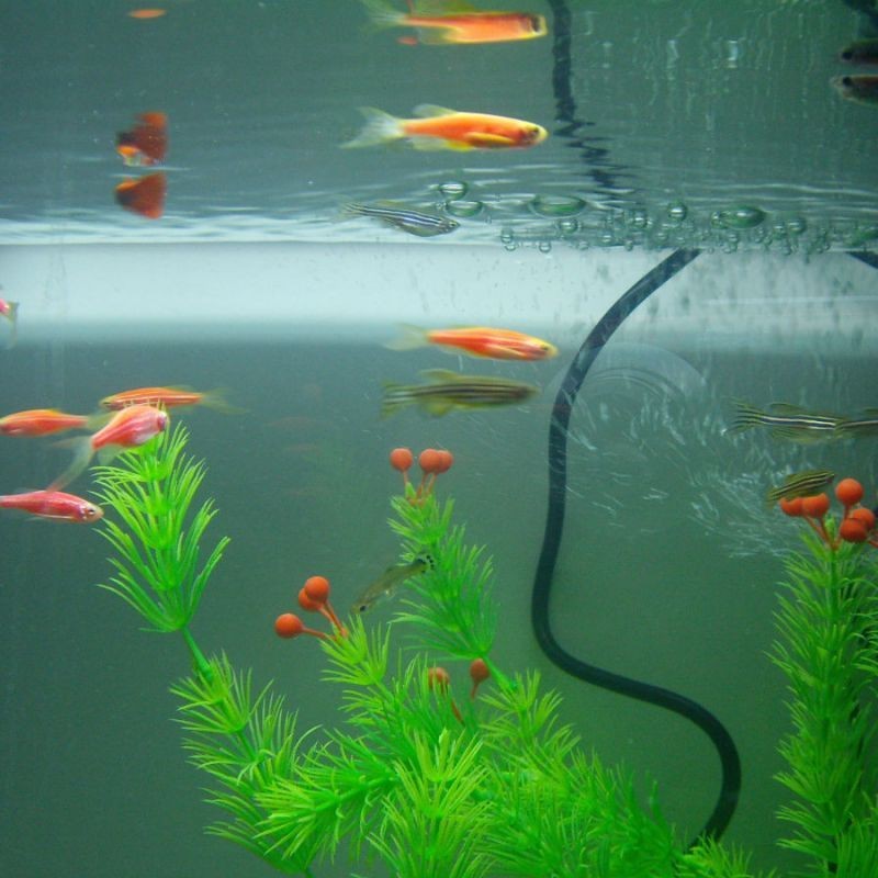 紅斑馬魚
