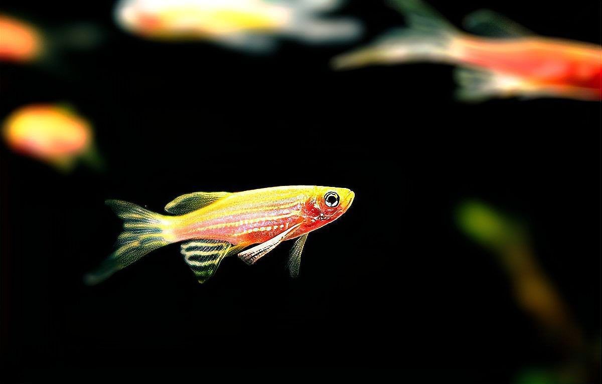 紅斑馬魚 龍魚論壇 第5張 紅斑馬魚 紅斑馬魚 龍魚論壇 第5張