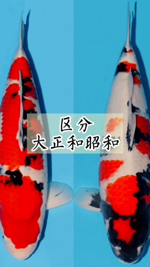 大正與昭和的區(qū)別圖片