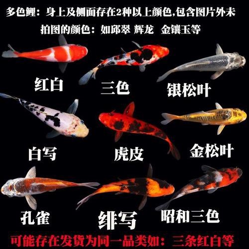 大正與昭和的區(qū)別圖片