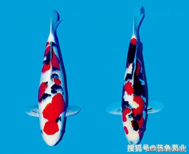 大正與昭和的區(qū)別圖片