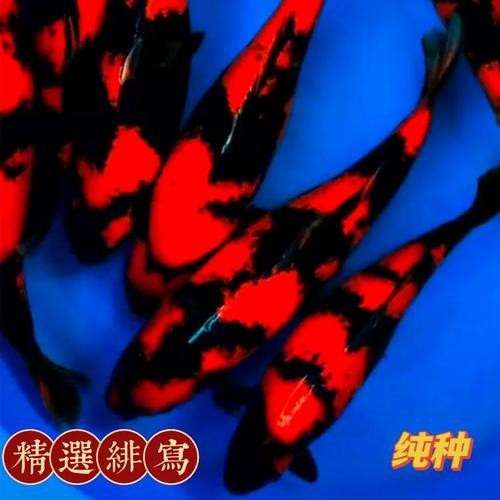 大正與昭和的區(qū)別圖片