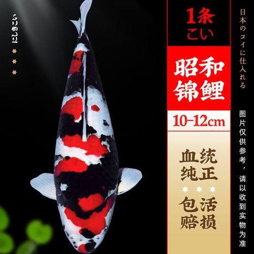 大正與昭和的區(qū)別圖片