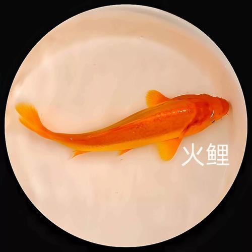 大正與昭和的區(qū)別圖片
