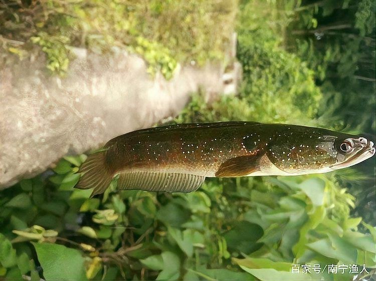 花星魚又叫什么魚