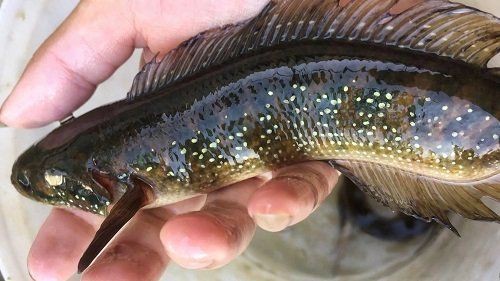 花星魚又叫什么魚