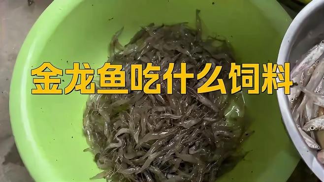 金龍魚飼料如何選擇？