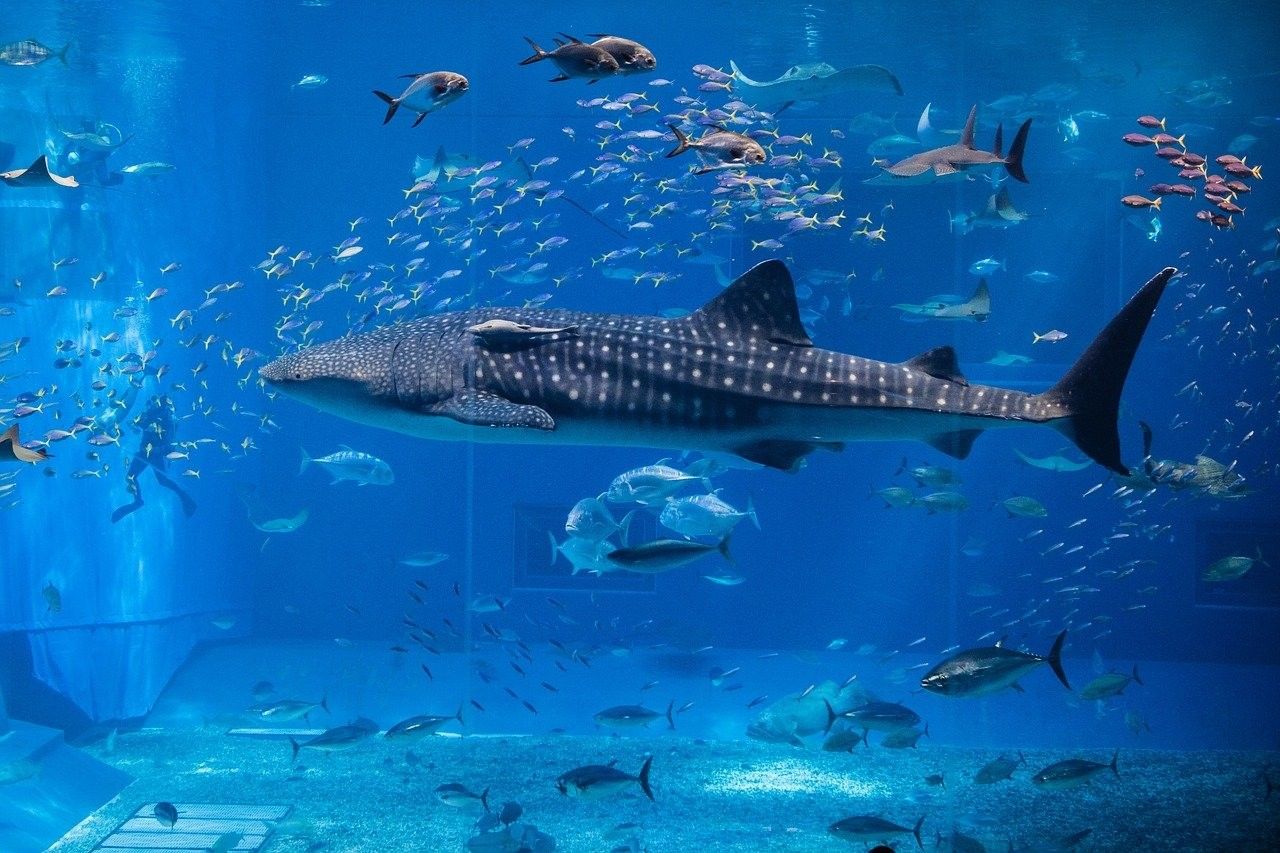 白金金龍魚(yú)長(zhǎng)大什么樣 銀龍魚(yú)怎么不是銀白色