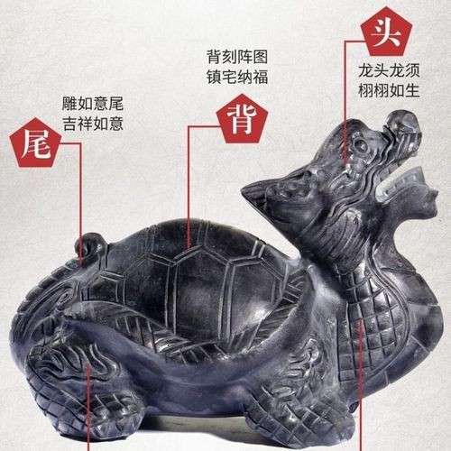 給我一張龍龜擺放的實物圖片參考