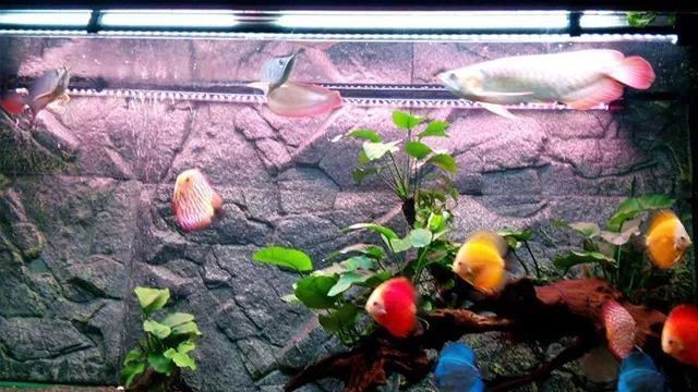 七彩神仙魚和金龍魚可以混養嗎