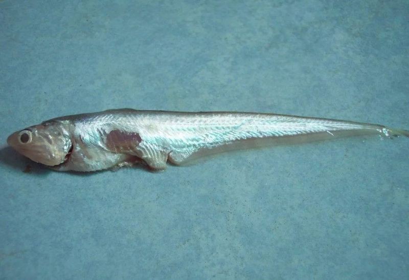 跟刀魚很像的一種魚