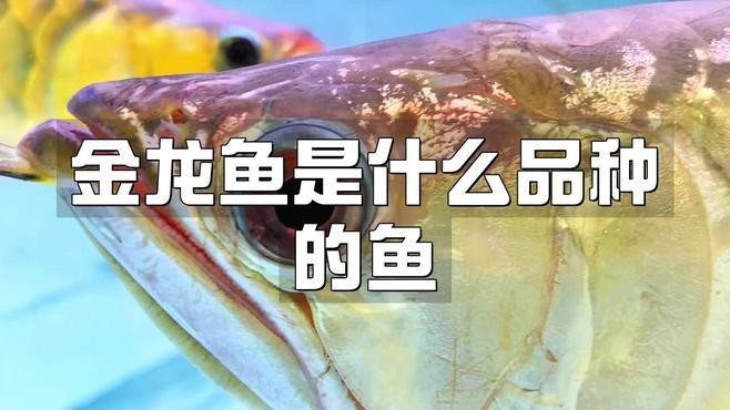 金龍魚高清視頻