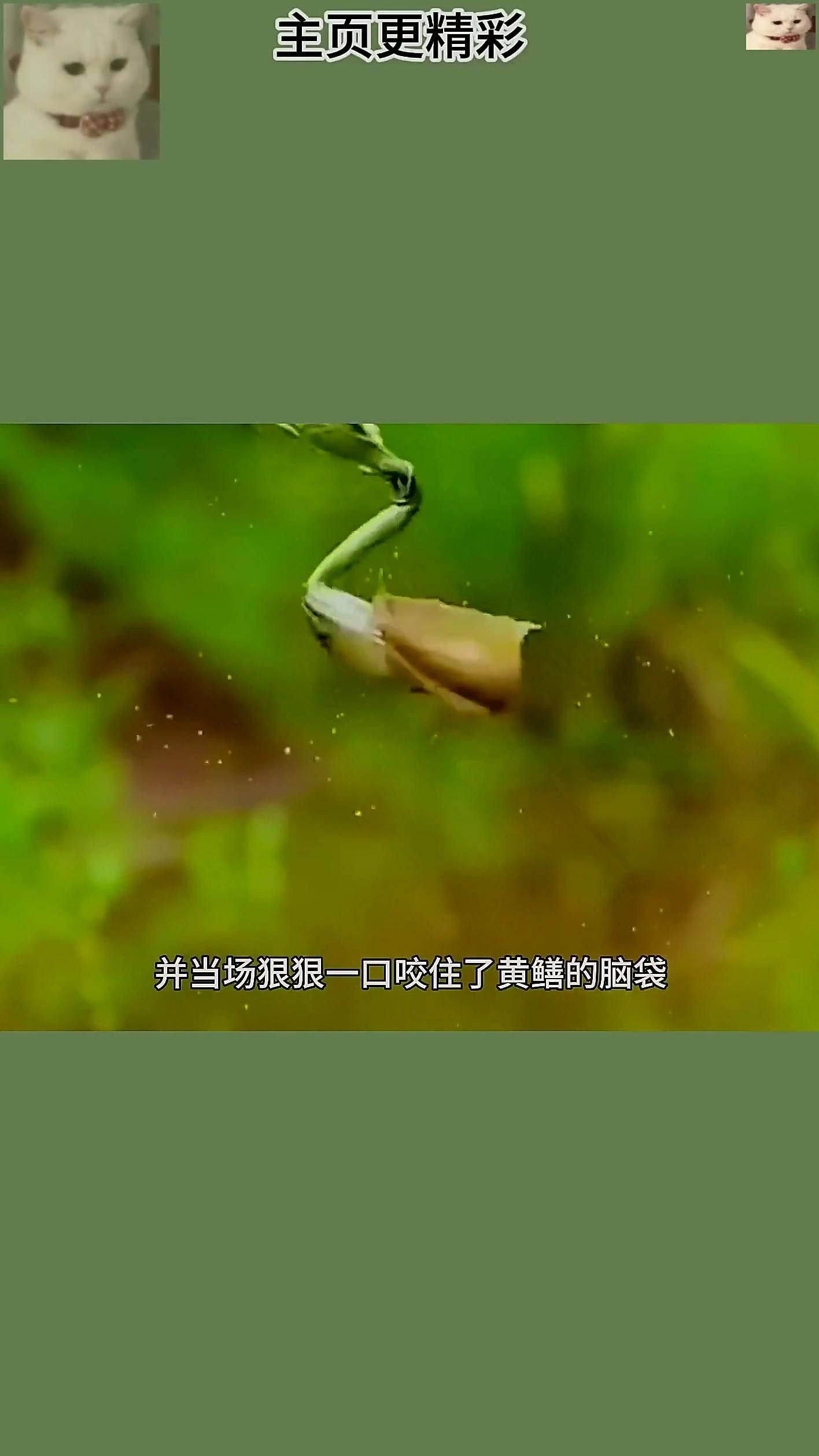 金龍魚高清視頻