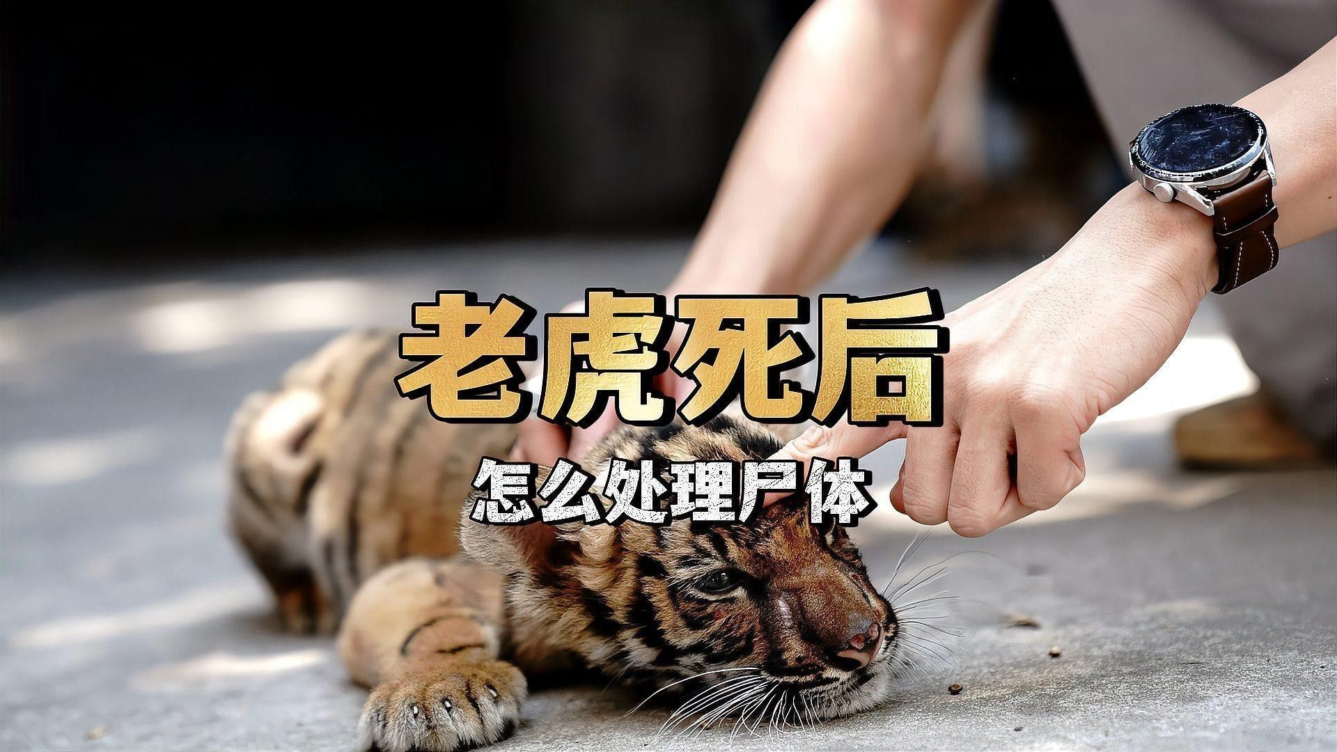 六角龍遺體火化需要哪些手續？