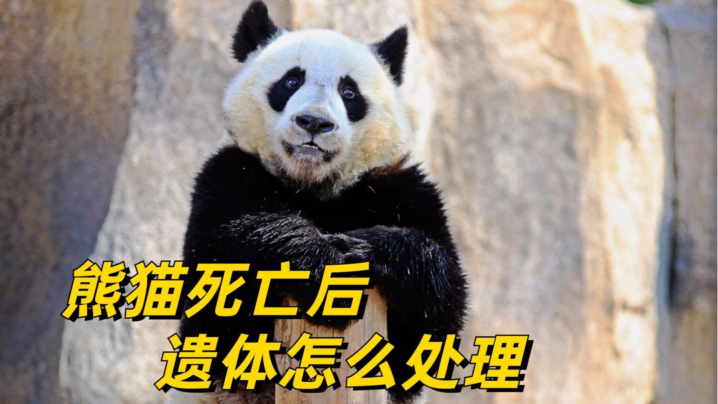 六角龍遺體火化需要哪些手續？