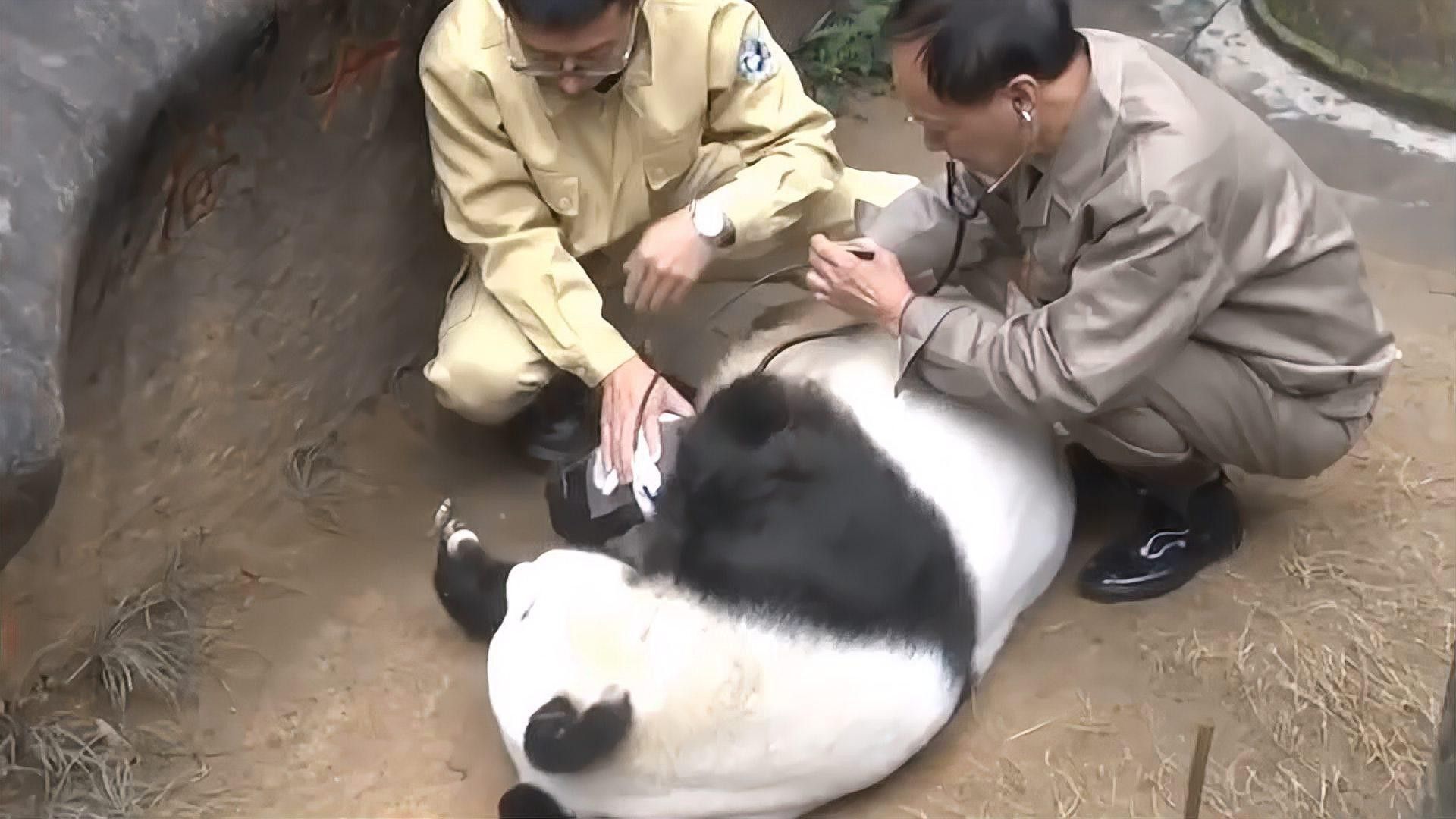 六角龍遺體火化需要哪些手續？