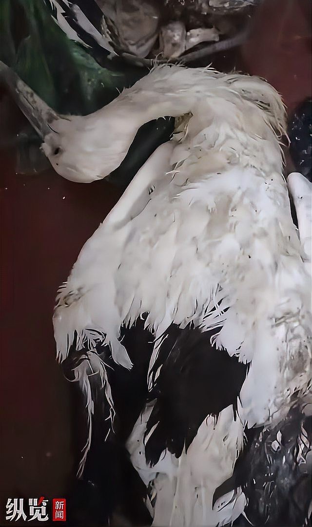 六角龍遺體火化需要哪些手續？