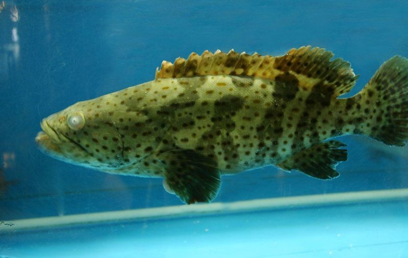 紅老虎魚和什么魚混養