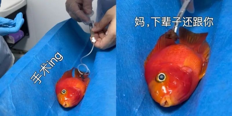 龍魚爛身手術費用大概是多少？
