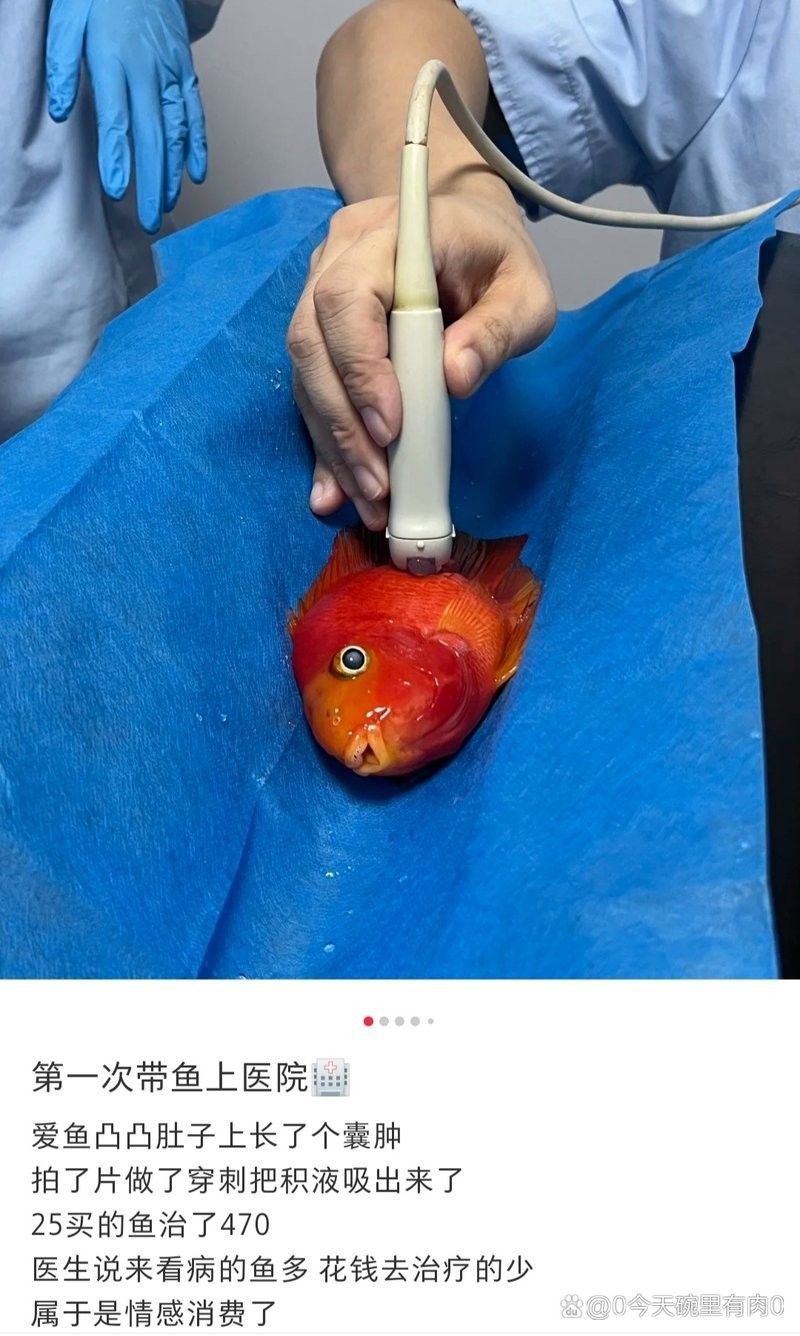 龍魚爛身手術費用大概是多少？