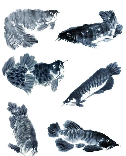 銀龍魚圖片及價(jià)格（銀龍魚價(jià)值多少錢）