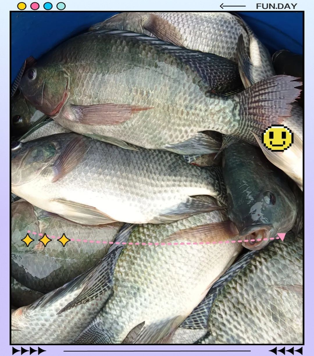 福壽魚跟羅非魚一樣嗎
