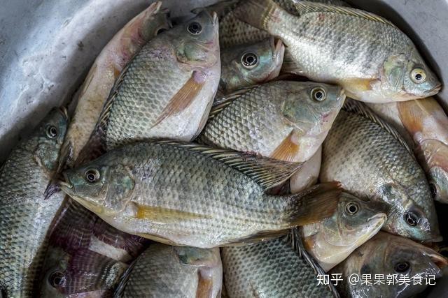 福壽魚(yú)跟羅非魚(yú)一樣嗎
