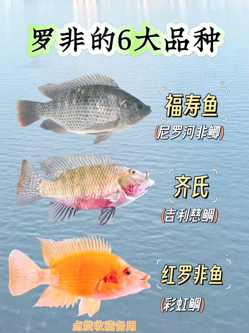 福壽魚(yú)跟羅非魚(yú)一樣嗎