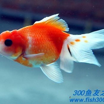 觀賞魚交易平臺哪個好
