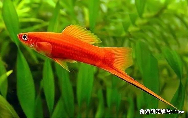 紅箭魚好養嗎 紅箭魚好養嗎 龍魚論壇 第7張