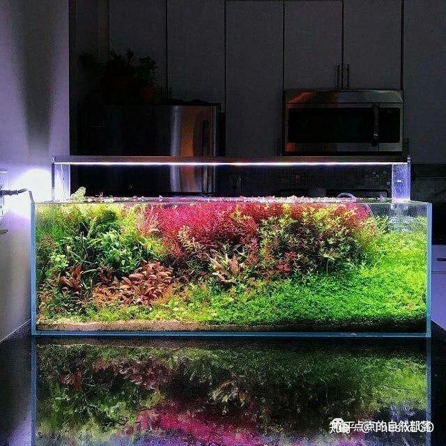 十大魚缸造景石排名